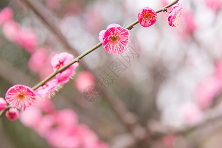 城市公园清新梅花图片