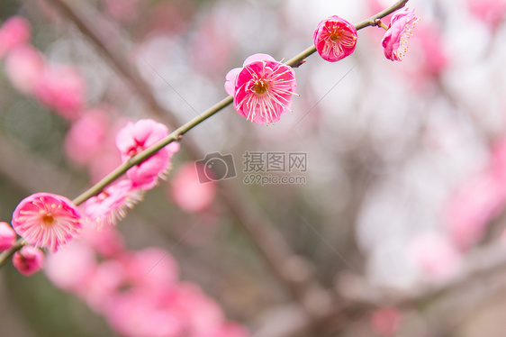 城市公园清新梅花图片