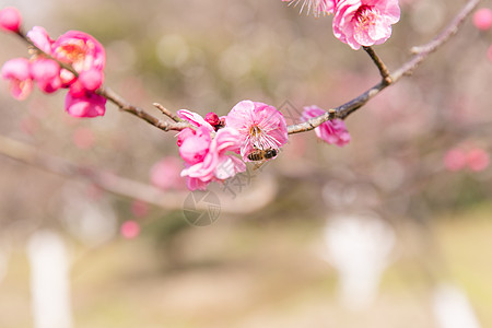 城市会园梅花蜜蜂采蜜图片