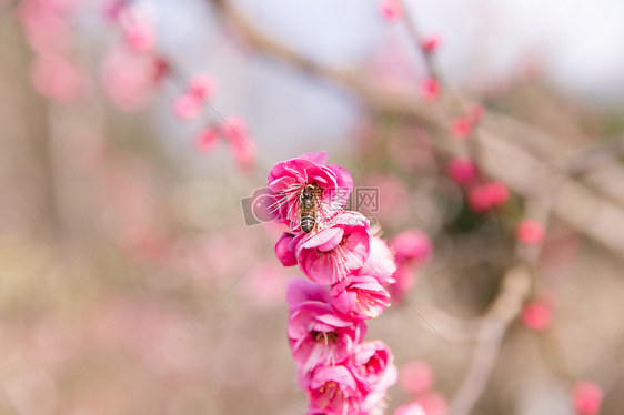 城市会园梅花蜜蜂采蜜图片