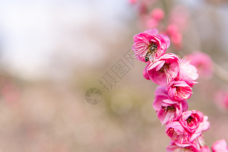 城市会园梅花蜜蜂采蜜高清图片