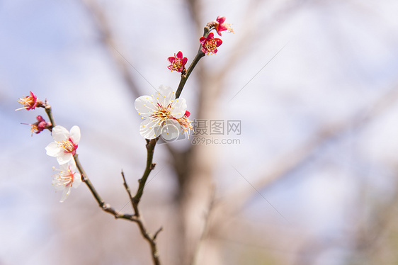 城市公园白色梅花图片