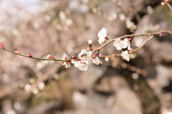 城市公园白色梅花图片