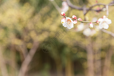 城市公园白色梅花图片