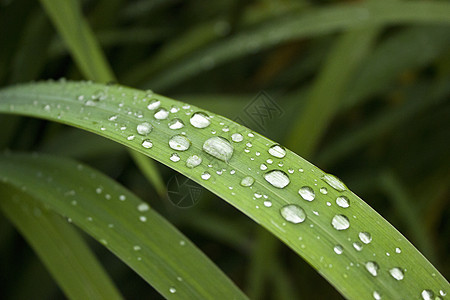 露水背景图片