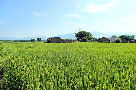 绿油油的田野图片