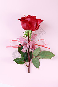 红玫瑰丝带粉色背景图片