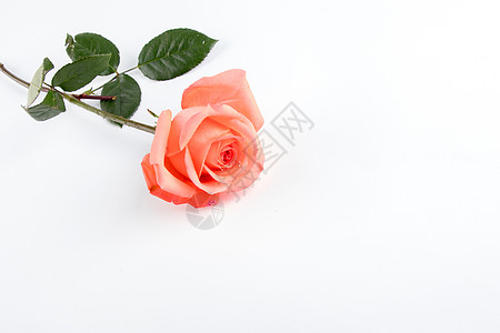 一枝粉色玫瑰花爱情玫瑰花背景