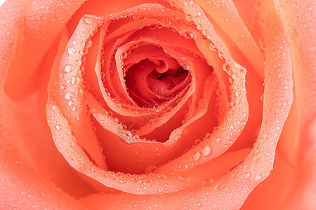 带水珠的玫瑰花唯美背景图片