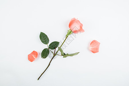 玫瑰花背景图片 玫瑰花背景素材 玫瑰花背景高清图片 摄图网图片下载 玫瑰花背景图片 玫瑰花背景素材 玫瑰花背景高清图片 摄图网图片下载