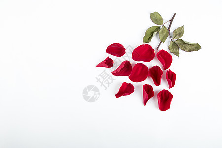 520玫瑰花造型图片