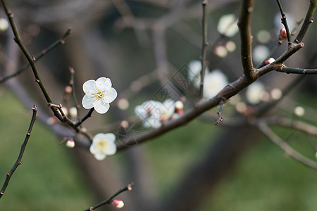初春绽放的梅花背景图片