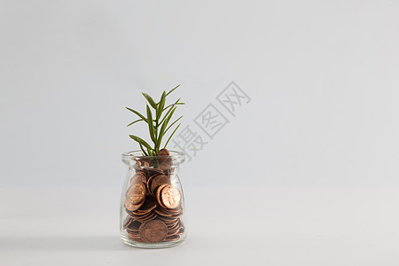 钱币和植物背景图片
