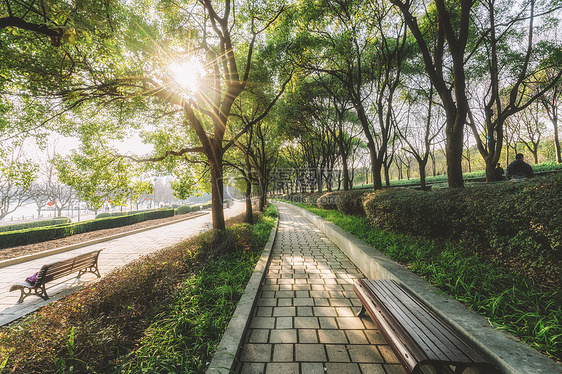 树林间的道路图片