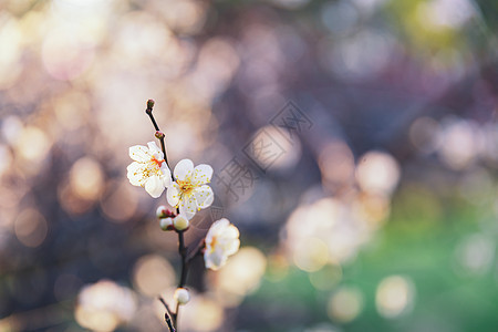 公园梅花逆光拍摄背景图片