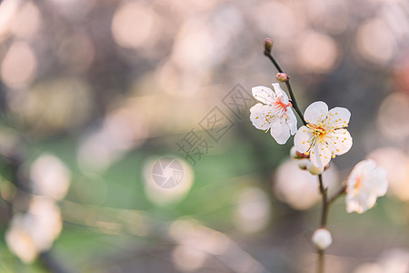 公园梅花逆光拍摄高清图片