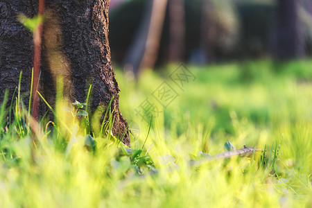 绿色草地植物背景图片