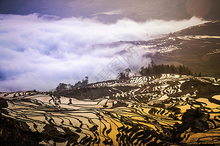 多依树梯田背景图片