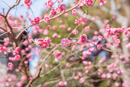 清新文艺梅花背景素材图片