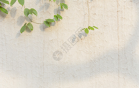 清新文艺阳光绿植墙面图片