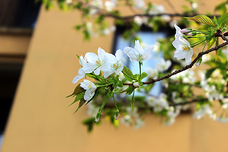 西湖太子湾公园樱花图片