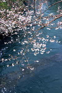 西湖太子湾公园樱花图片