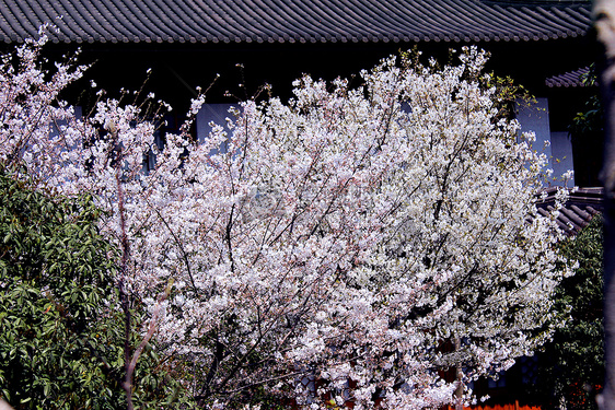 西湖樱花图片