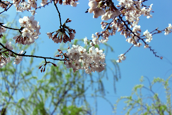 西湖樱花图片