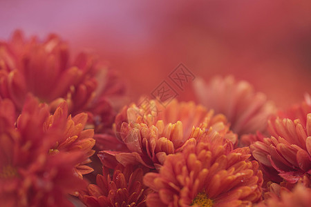 艳丽的红色菊花图片