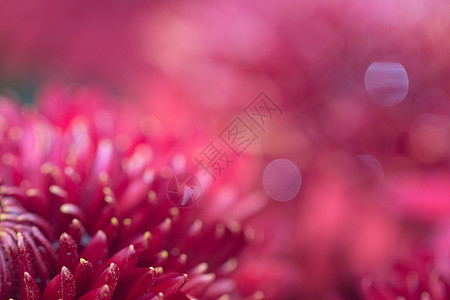 红色菊花背景图片