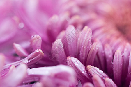 鲜艳的紫红色菊花小花瓣图片