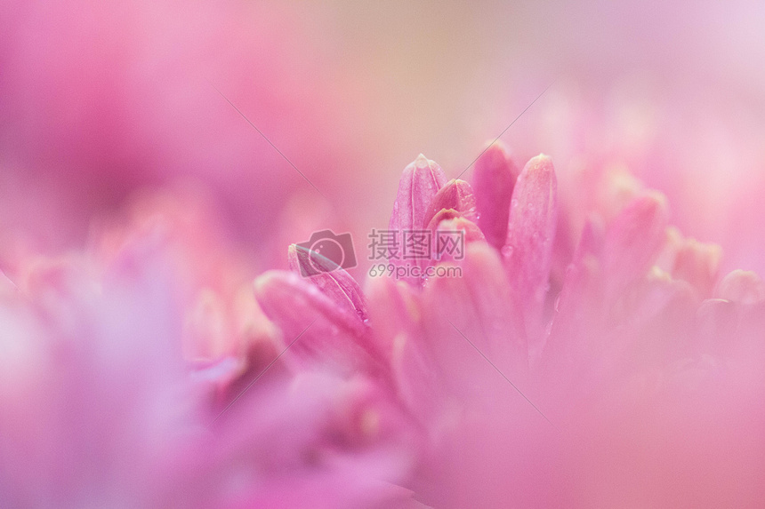 粉红色虚实结合菊花花瓣细节图片