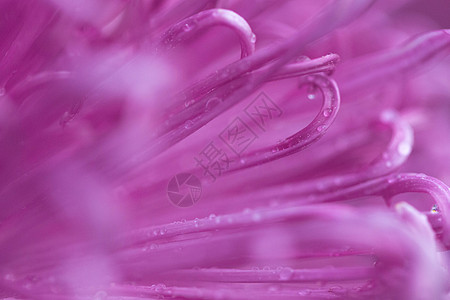 紫色菊花花瓣放大细节高清图片