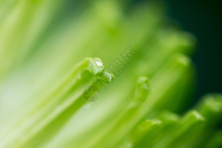 水滴摄影绿色菊花花瓣局部特写背景