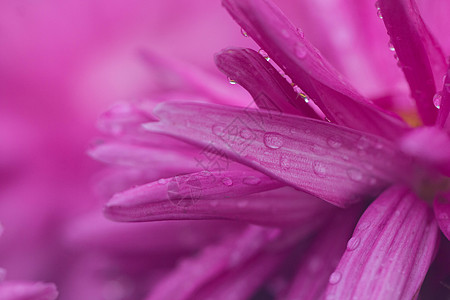 菊花矢量洋红色背景菊花背景