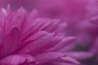 背景虚化前景洋红色菊花图片