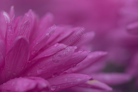 背景虚化前景洋红色菊花背景图片