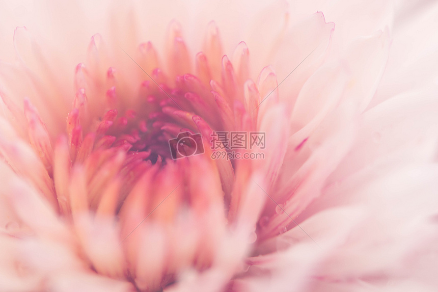 正在盛开的粉色菊花图片