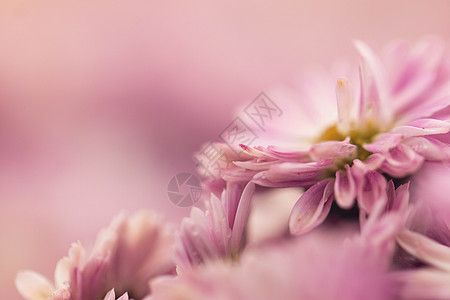 菊花种植粉色菊花特写花瓣背景