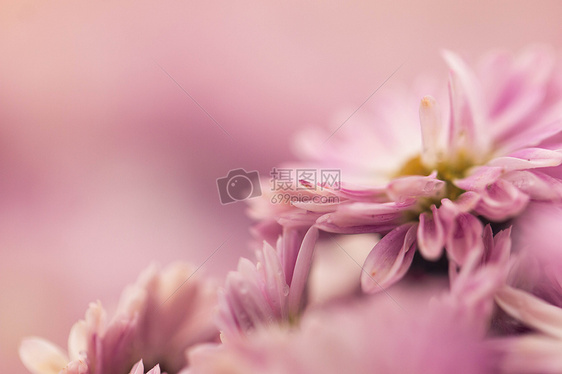 粉色菊花特写花瓣图片