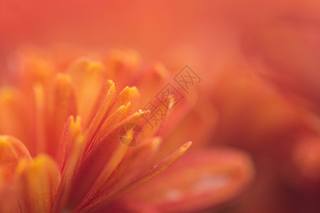 鲜艳的菊花特写背景图片