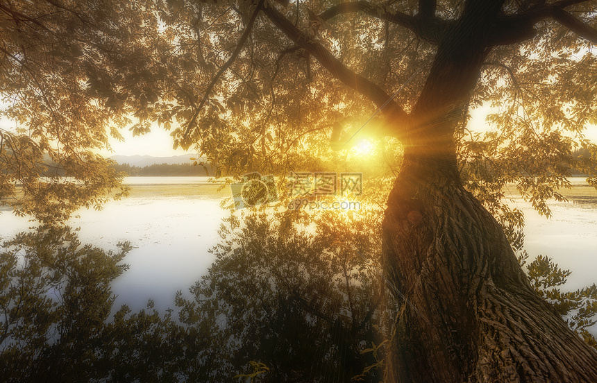 西湖畔太阳下的老树图片