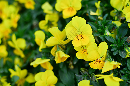 春菊花采摘高清图片