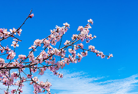 立春桃花春天 梅花背景