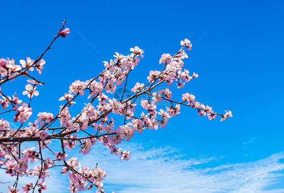 春天 梅花图片