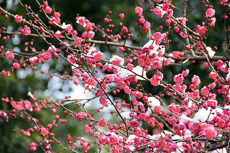 雪天梅花背景