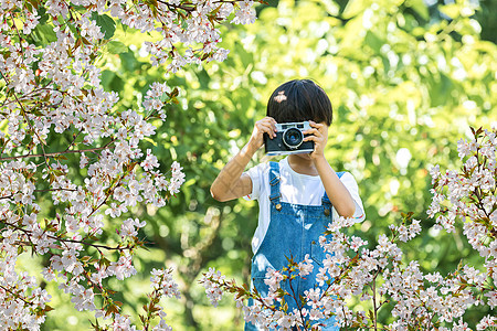 拍摄樱花的人背景图片