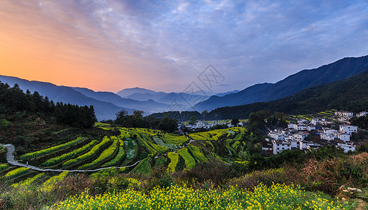 油菜花田图片