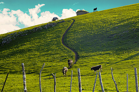 新疆牧场喀拉峻大草原背景