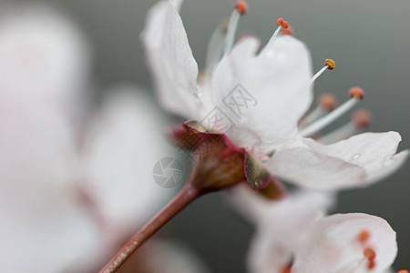 春花背景图片